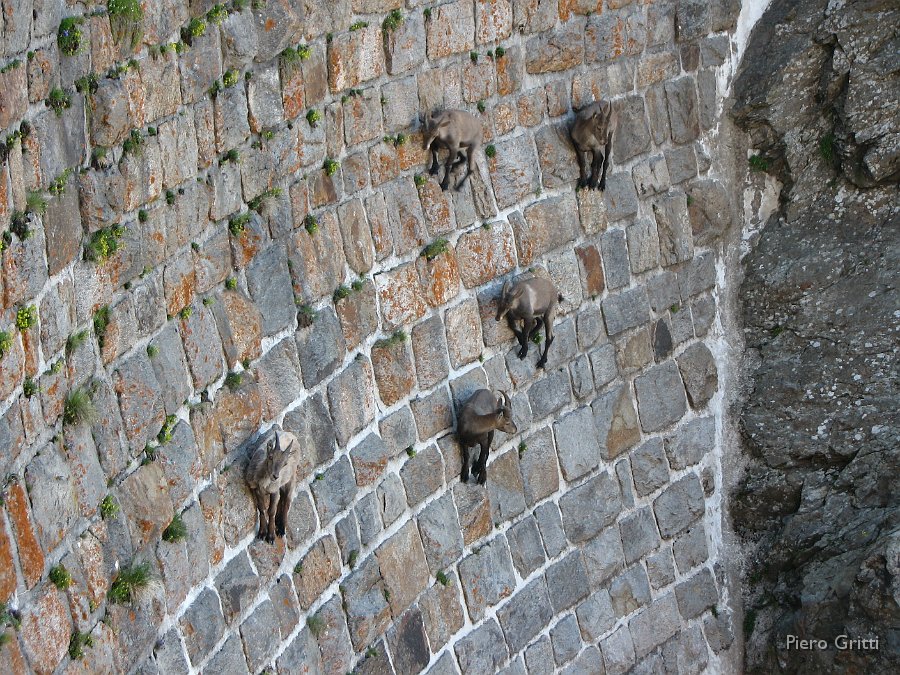 Masoni 006.jpg - Sospesi sulla parete